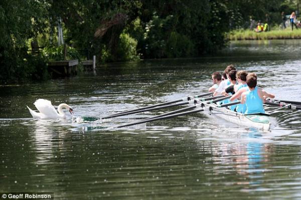 Chiêm ngưỡng gia đình 3 đời thiên nga 'cục súc', bảo kê cả nhánh sông Cambridge Chiêm ngưỡng gia đình 3 đời thiên nga 'cục súc', bảo kê cả nhánh sông Cambridge