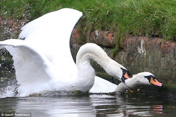 Chiêm ngưỡng gia đình 3 đời thiên nga 'cục súc', bảo kê cả nhánh sông Cambridge Chiêm ngưỡng gia đình 3 đời thiên nga 'cục súc', bảo kê cả nhánh sông Cambridge