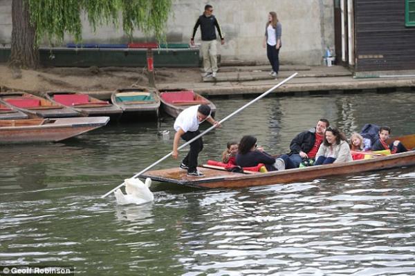 Chiêm ngưỡng gia đình 3 đời thiên nga 'cục súc', bảo kê cả nhánh sông Cambridge Chiêm ngưỡng gia đình 3 đời thiên nga 'cục súc', bảo kê cả nhánh sông Cambridge