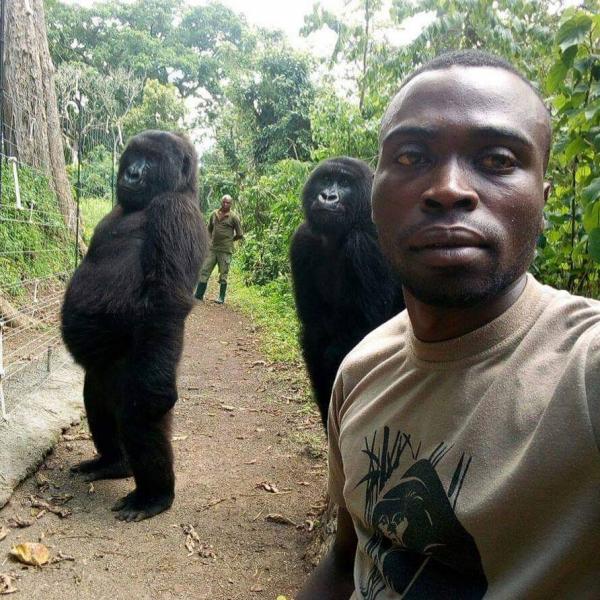 Khỉ đột tạo dáng selfie chuyên nghiệp cùng các anh kiểm lâm Khỉ đột tạo dáng selfie chuyên nghiệp cùng các anh kiểm lâm