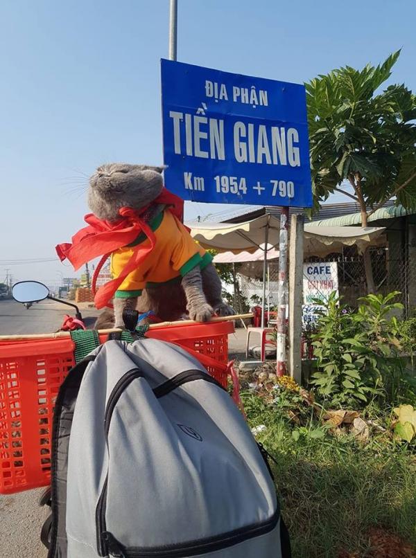 Dạo phố với Tèo - Em mèo 'nhà người ta' biết phụ chủ chạy xe ôm kiếm tiền mua cá Dạo phố với Tèo - Em mèo 'nhà người ta' biết phụ chủ chạy xe ôm kiếm tiền mua cá