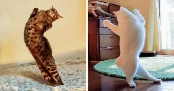 Bộ ảnh tổng hợp các loài mèo mang tính giải trí cao Bộ ảnh tổng hợp các loài mèo mang tính giải trí cao