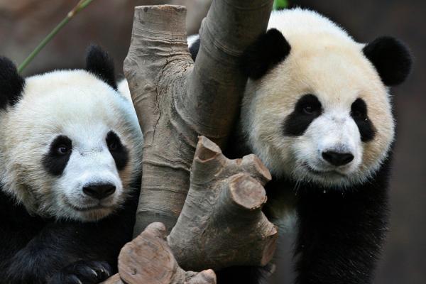 8 năm nhởn nhơ không chịu sinh con đẻ cái, cặp gấu trúc tại Hong Kong có thể bị trả về 'nơi sản xuất' 8 năm nhởn nhơ không chịu sinh con đẻ cái, cặp gấu trúc tại Hong Kong có thể bị trả về 'nơi sản xuất'