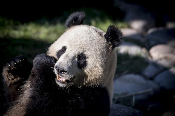8 năm nhởn nhơ không chịu sinh con đẻ cái, cặp gấu trúc tại Hong Kong có thể bị trả về 'nơi sản xuất' 8 năm nhởn nhơ không chịu sinh con đẻ cái, cặp gấu trúc tại Hong Kong có thể bị trả về 'nơi sản xuất'