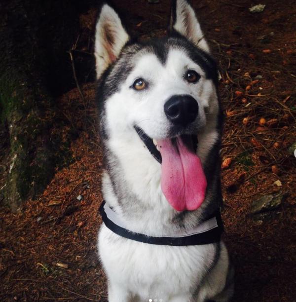 Cái chết bí ẩn của cô chó husky khiến người chủ bàng hoàng Cái chết bí ẩn của cô chó husky khiến người chủ bàng hoàng