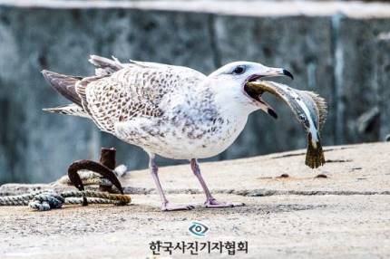 Bức ảnh 'Jung Joon Young vất vả ngày trở về' được giải Ảnh báo chí xuất sắc nhất lần thứ 195 của Hàn Quốc Bức ảnh 'Jung Joon Young vất vả ngày trở về' được giải Ảnh báo chí xuất sắc nhất lần thứ 195 của Hàn Quốc