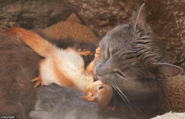 Mèo mẹ nhận bốn chú sóc mồ côi làm con nuôi: Một câu chuyện để bạn bắt đầu Tháng Năm thật ngọt ngào Mèo mẹ nhận bốn chú sóc mồ côi làm con nuôi: Một câu chuyện để bạn bắt đầu Tháng Năm thật ngọt ngào