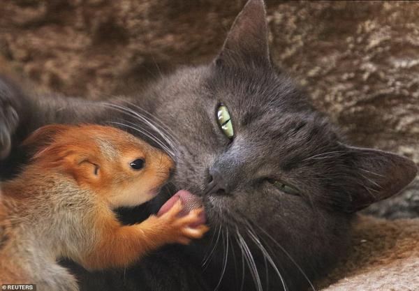 Mèo mẹ nhận bốn chú sóc mồ côi làm con nuôi: Một câu chuyện để bạn bắt đầu Tháng Năm thật ngọt ngào Mèo mẹ nhận bốn chú sóc mồ côi làm con nuôi: Một câu chuyện để bạn bắt đầu Tháng Năm thật ngọt ngào