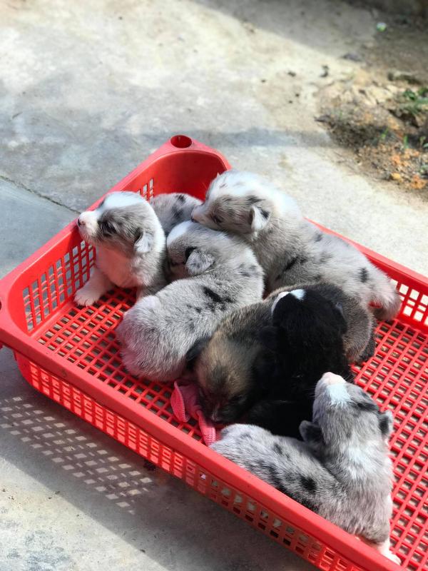 Lên Đà Lạt chơi ngày lễ, hai khách du lịch 'tiện tay' ẵm chó corgi 25 ngày tuổi của quán cà phê đi mất Lên Đà Lạt chơi ngày lễ, hai khách du lịch 'tiện tay' ẵm chó corgi 25 ngày tuổi của quán cà phê đi mất