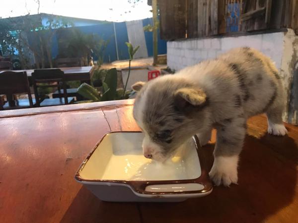 Lên Đà Lạt chơi ngày lễ, hai khách du lịch 'tiện tay' ẵm chó corgi 25 ngày tuổi của quán cà phê đi mất Lên Đà Lạt chơi ngày lễ, hai khách du lịch 'tiện tay' ẵm chó corgi 25 ngày tuổi của quán cà phê đi mất