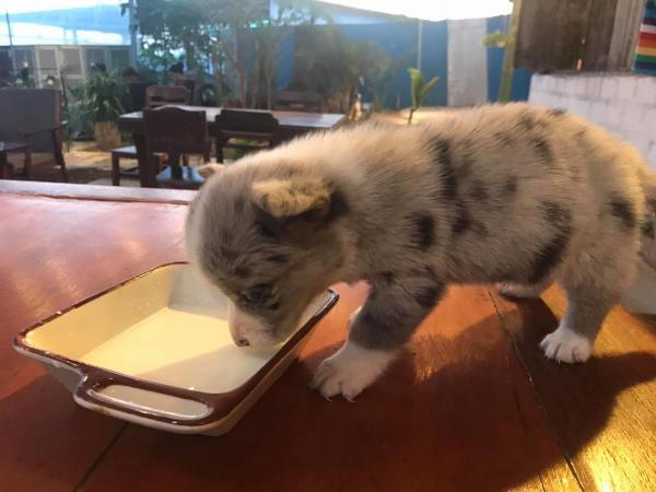 Lên Đà Lạt chơi ngày lễ, hai khách du lịch 'tiện tay' ẵm chó corgi 25 ngày tuổi của quán cà phê đi mất Lên Đà Lạt chơi ngày lễ, hai khách du lịch 'tiện tay' ẵm chó corgi 25 ngày tuổi của quán cà phê đi mất
