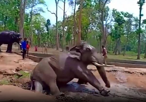 Chú voi đáng thương ngã quỵ và đột tử ngay trong công viên quốc gia Chú voi đáng thương ngã quỵ và đột tử ngay trong công viên quốc gia