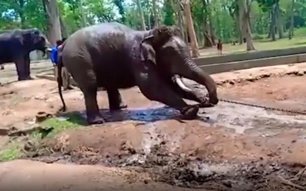 Chú voi đáng thương ngã quỵ và đột tử ngay trong công viên quốc gia Chú voi đáng thương ngã quỵ và đột tử ngay trong công viên quốc gia