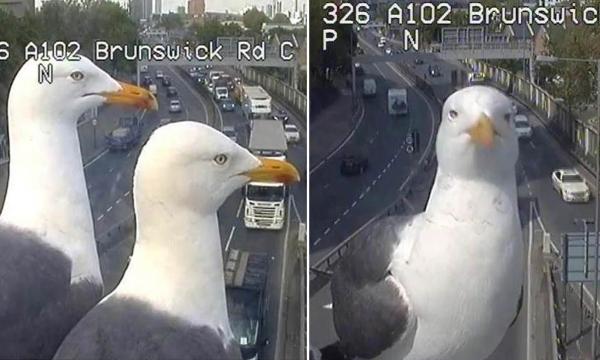 Hai chú mòng biển bất ngờ nổi tiếng nhờ... dí mặt vào CCTV trên đường phố London Hai chú mòng biển bất ngờ nổi tiếng nhờ... dí mặt vào CCTV trên đường phố London