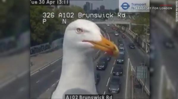 Hai chú mòng biển bất ngờ nổi tiếng nhờ... dí mặt vào CCTV trên đường phố London Hai chú mòng biển bất ngờ nổi tiếng nhờ... dí mặt vào CCTV trên đường phố London