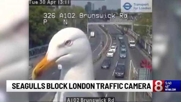 Hai chú mòng biển bất ngờ nổi tiếng nhờ... dí mặt vào CCTV trên đường phố London Hai chú mòng biển bất ngờ nổi tiếng nhờ... dí mặt vào CCTV trên đường phố London