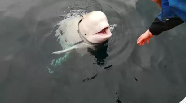 Chú cá voi gián điệp của Nga đã bỏ trốn sang Na Uy và không có ý định quay về Chú cá voi gián điệp của Nga đã bỏ trốn sang Na Uy và không có ý định quay về