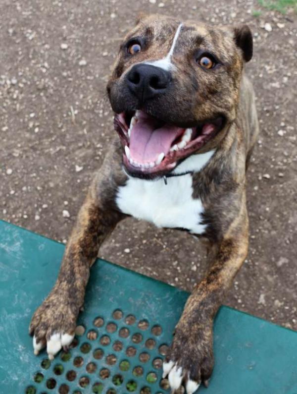 Đau lòng khoảnh khắc chú chó pitbull tuyệt vọng níu kéo người chủ bỏ rơi mình Đau lòng khoảnh khắc chú chó pitbull tuyệt vọng níu kéo người chủ bỏ rơi mình