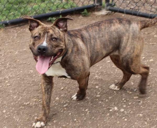 Đau lòng khoảnh khắc chú chó pitbull tuyệt vọng níu kéo người chủ bỏ rơi mình Đau lòng khoảnh khắc chú chó pitbull tuyệt vọng níu kéo người chủ bỏ rơi mình