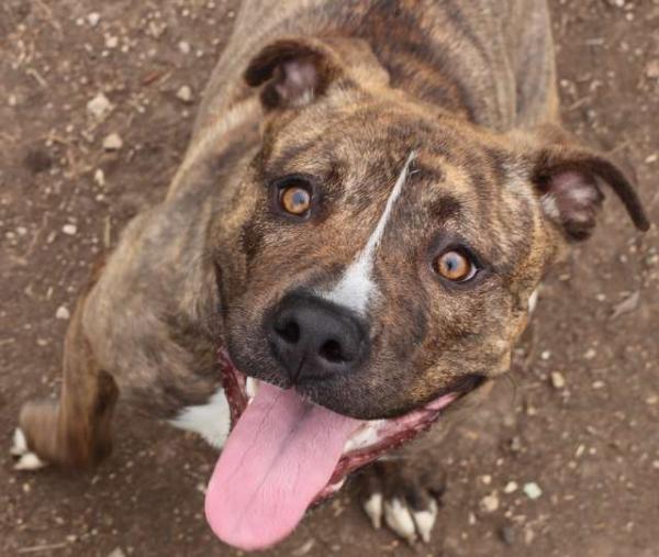 Đau lòng khoảnh khắc chú chó pitbull tuyệt vọng níu kéo người chủ bỏ rơi mình Đau lòng khoảnh khắc chú chó pitbull tuyệt vọng níu kéo người chủ bỏ rơi mình