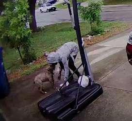 Đau lòng khoảnh khắc chú chó pitbull tuyệt vọng níu kéo người chủ bỏ rơi mình Đau lòng khoảnh khắc chú chó pitbull tuyệt vọng níu kéo người chủ bỏ rơi mình