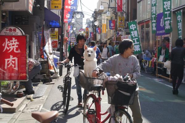 Giữa dòng đời tấp nập, cô gái bắt gặp chú chó có đôi mắt buồn như... mắt người yêu cũ Giữa dòng đời tấp nập, cô gái bắt gặp chú chó có đôi mắt buồn như... mắt người yêu cũ