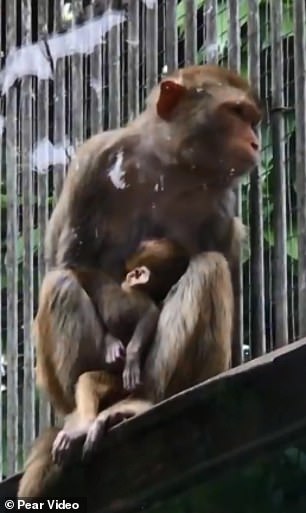 Xót xa với hình ảnh khỉ mẹ ôm chặt xác con không rời dù biết rằng chú khỉ con đã qua đời Xót xa với hình ảnh khỉ mẹ ôm chặt xác con không rời dù biết rằng chú khỉ con đã qua đời