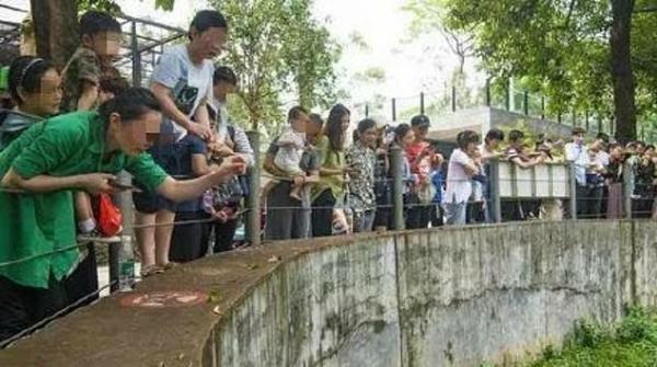 Gấu mèo tại sở thú Trung Quốc bị béo phì và giảm khả năng sinh sản vì du khách cho chúng ăn quá nhiều Gấu mèo tại sở thú Trung Quốc bị béo phì và giảm khả năng sinh sản vì du khách cho chúng ăn quá nhiều