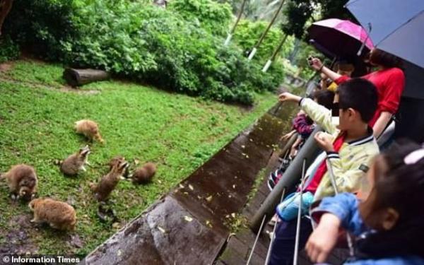Gấu mèo tại sở thú Trung Quốc bị béo phì và giảm khả năng sinh sản vì du khách cho chúng ăn quá nhiều Gấu mèo tại sở thú Trung Quốc bị béo phì và giảm khả năng sinh sản vì du khách cho chúng ăn quá nhiều