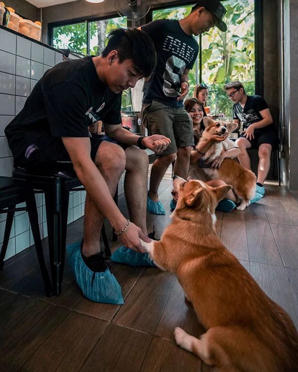 Khám phá quán cà phê chó Corgi có một không hai ở Thái Lan Khám phá quán cà phê chó Corgi có một không hai ở Thái Lan