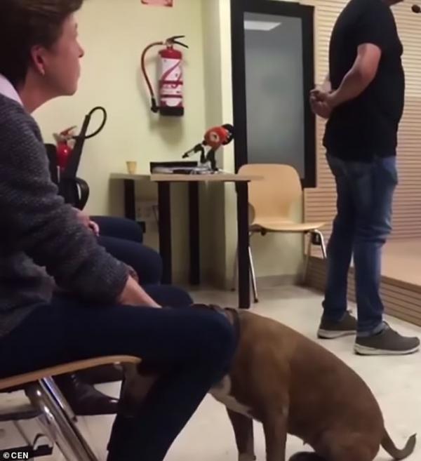 Thẩm phán cho gọi một chú chó Pit Bull đứng ra làm chứng tố cáo người chủ ngược đãi mình Thẩm phán cho gọi một chú chó Pit Bull đứng ra làm chứng tố cáo người chủ ngược đãi mình