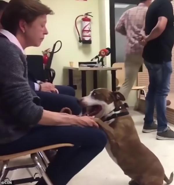 Thẩm phán cho gọi một chú chó Pit Bull đứng ra làm chứng tố cáo người chủ ngược đãi mình Thẩm phán cho gọi một chú chó Pit Bull đứng ra làm chứng tố cáo người chủ ngược đãi mình