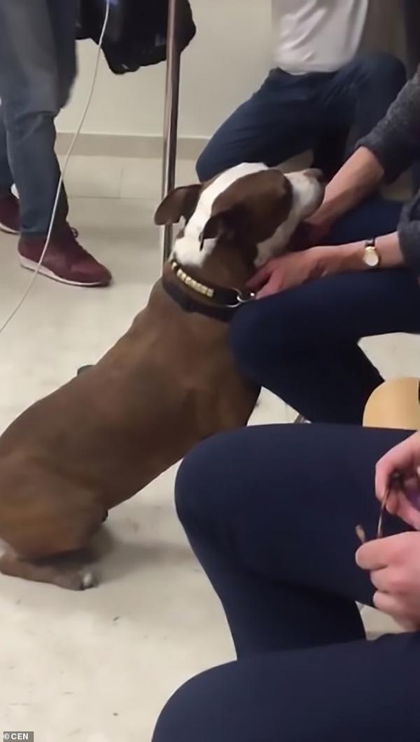 Thẩm phán cho gọi một chú chó Pit Bull đứng ra làm chứng tố cáo người chủ ngược đãi mình Thẩm phán cho gọi một chú chó Pit Bull đứng ra làm chứng tố cáo người chủ ngược đãi mình