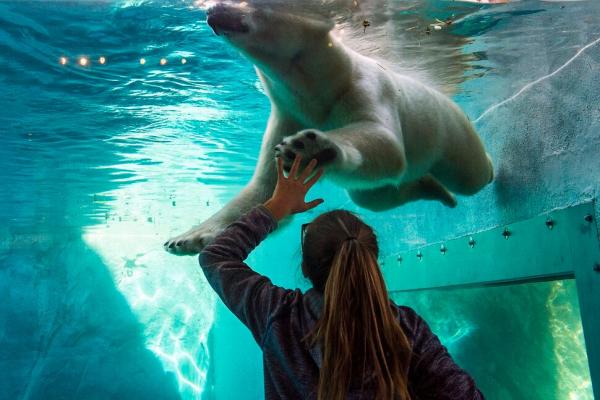 Chú gấu Bắc Cực đáng thương ở sở thú phải cố gắng vùi mình trong nước đá vì quá nóng Chú gấu Bắc Cực đáng thương ở sở thú phải cố gắng vùi mình trong nước đá vì quá nóng