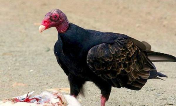 10 loài động vật 'ở dơ' nhất thế giới 10 loài động vật 'ở dơ' nhất thế giới