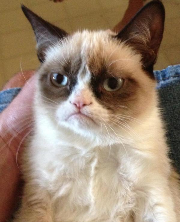 Cô mèo cau có Grumpy nổi tiếng thế giới đã qua đời vì mắc bệnh nặng Cô mèo cau có Grumpy nổi tiếng thế giới đã qua đời vì mắc bệnh nặng