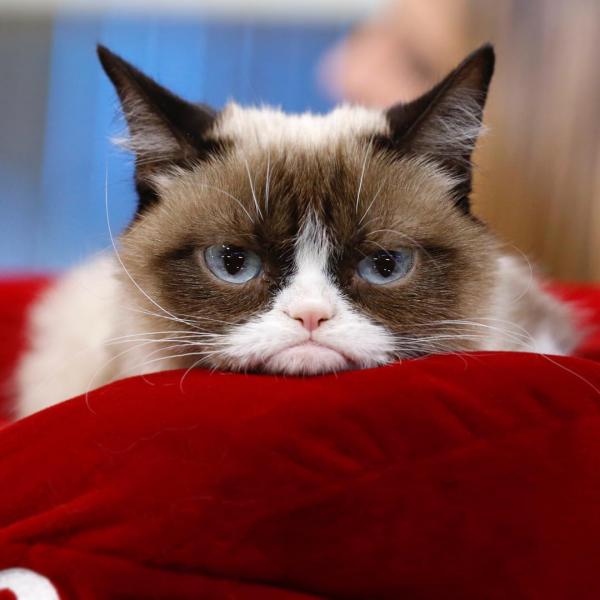 Cô mèo cau có Grumpy nổi tiếng thế giới đã qua đời vì mắc bệnh nặng Cô mèo cau có Grumpy nổi tiếng thế giới đã qua đời vì mắc bệnh nặng