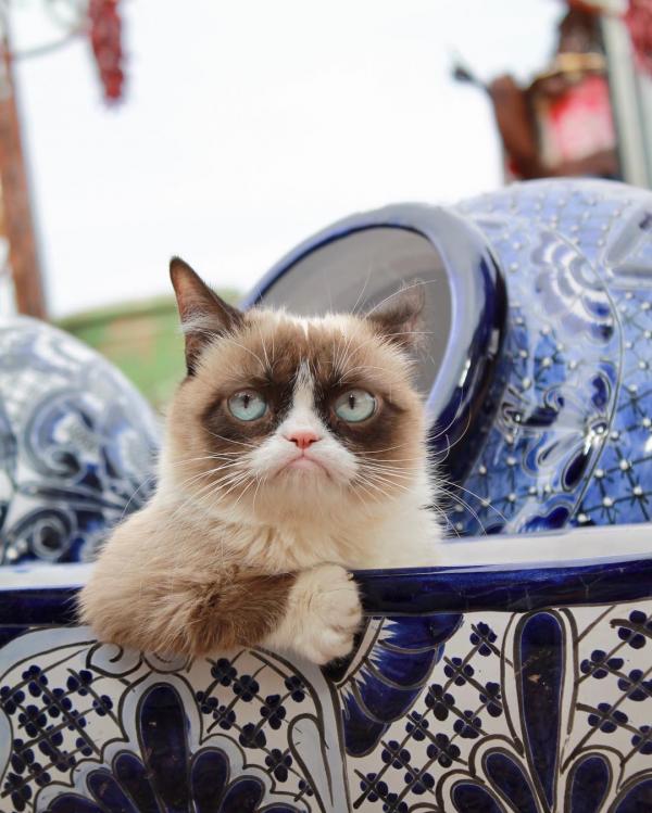 Cô mèo cau có Grumpy nổi tiếng thế giới đã qua đời vì mắc bệnh nặng Cô mèo cau có Grumpy nổi tiếng thế giới đã qua đời vì mắc bệnh nặng