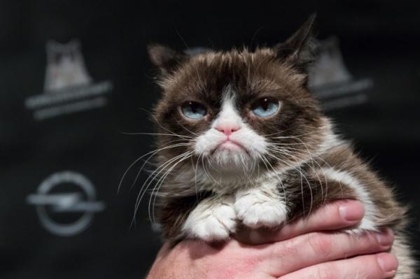 Cô mèo cau có Grumpy nổi tiếng thế giới đã qua đời vì mắc bệnh nặng Cô mèo cau có Grumpy nổi tiếng thế giới đã qua đời vì mắc bệnh nặng