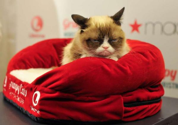 Cô mèo cau có Grumpy nổi tiếng thế giới đã qua đời vì mắc bệnh nặng Cô mèo cau có Grumpy nổi tiếng thế giới đã qua đời vì mắc bệnh nặng