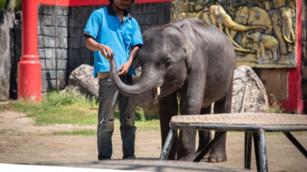 Bé voi 'Dumbo đời thực' bản Thái Lan bị ngược đãi tới gãy chân rồi qua đời Bé voi 'Dumbo đời thực' bản Thái Lan bị ngược đãi tới gãy chân rồi qua đời