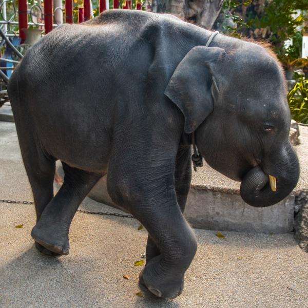 Bé voi 'Dumbo đời thực' bản Thái Lan bị ngược đãi tới gãy chân rồi qua đời Bé voi 'Dumbo đời thực' bản Thái Lan bị ngược đãi tới gãy chân rồi qua đời