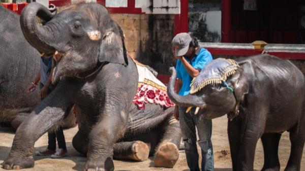 Bé voi 'Dumbo đời thực' bản Thái Lan bị ngược đãi tới gãy chân rồi qua đời Bé voi 'Dumbo đời thực' bản Thái Lan bị ngược đãi tới gãy chân rồi qua đời