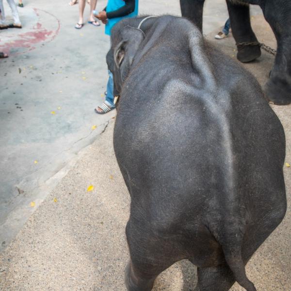 Bé voi 'Dumbo đời thực' bản Thái Lan bị ngược đãi tới gãy chân rồi qua đời Bé voi 'Dumbo đời thực' bản Thái Lan bị ngược đãi tới gãy chân rồi qua đời