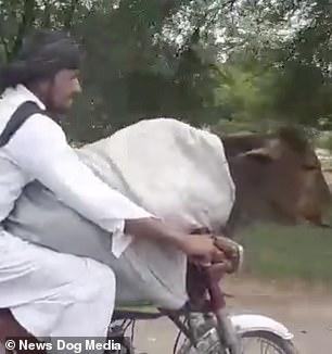 Chỉ có tại Pakistan: Lấy xe máy chở bò cưng đi hóng mát Chỉ có tại Pakistan: Lấy xe máy chở bò cưng đi hóng mát