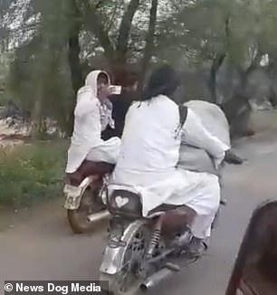 Chỉ có tại Pakistan: Lấy xe máy chở bò cưng đi hóng mát Chỉ có tại Pakistan: Lấy xe máy chở bò cưng đi hóng mát