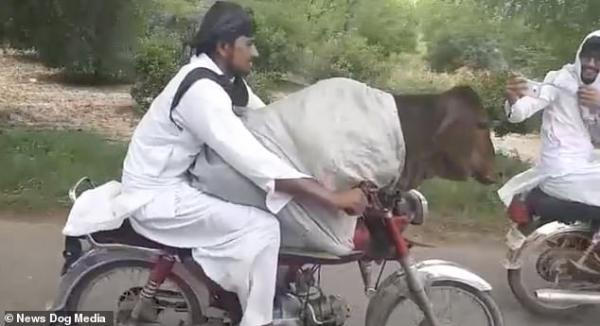 Chỉ có tại Pakistan: Lấy xe máy chở bò cưng đi hóng mát Chỉ có tại Pakistan: Lấy xe máy chở bò cưng đi hóng mát
