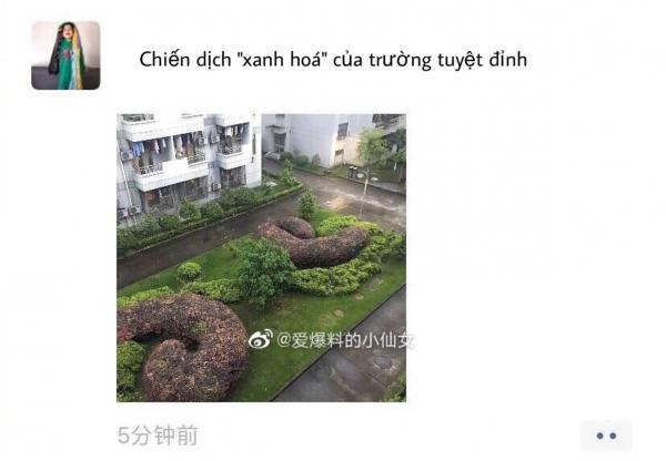 Chiến dịch trồng cây xanh của trường học Trung Quốc khiến nhiều người cười ra nước mắt Chiến dịch trồng cây xanh của trường học Trung Quốc khiến nhiều người cười ra nước mắt