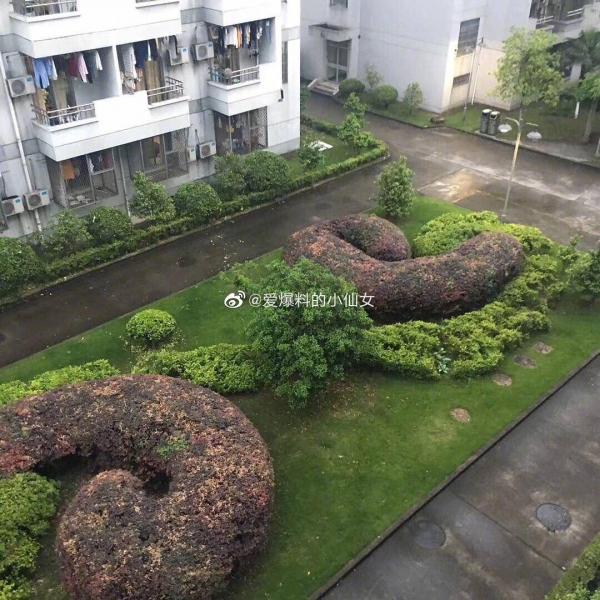 Chiến dịch trồng cây xanh của trường học Trung Quốc khiến nhiều người cười ra nước mắt Chiến dịch trồng cây xanh của trường học Trung Quốc khiến nhiều người cười ra nước mắt