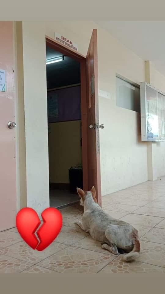 Đáng thương chú chó nhỏ đợi chờ người bạn không bao giờ có thể trở về Đáng thương chú chó nhỏ đợi chờ người bạn không bao giờ có thể trở về